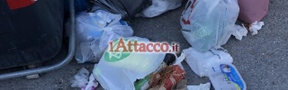 fg_macchiagialla05