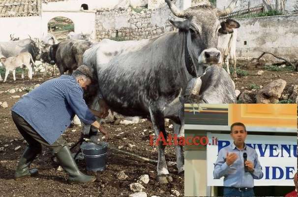Vacca Podolica, dal Parco del Gargano 80 mila euro per gli allevatori