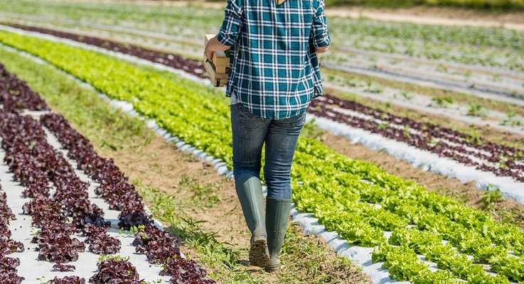 Fondi agricoltura, Bruxelles 'grazia' la Puglia e mette in salvo gli 86 milioni del Piano di sviluppo rurale