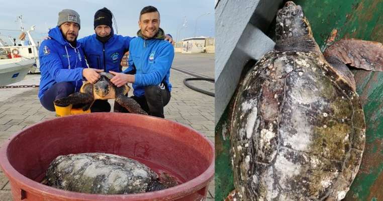 Tartarughe inseparabili, anche nella cattiva sorte: Giulietta e Romeo però torneranno presto in mare