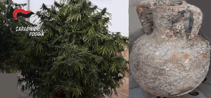 Manfredonia, piante di marijuana e reperto archeologico in attico del centro