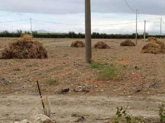 Rifiuti, a Orta Nova cumuli vegetali pronti per essere dati alle fiamme