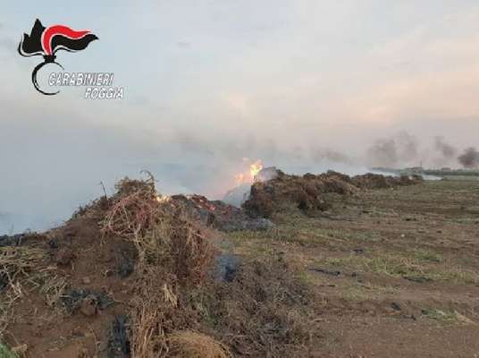 Ancora tubicini di plastica per l'irrigazione dati alle fiamme. Carabinieri sulle tracce dei responsabili