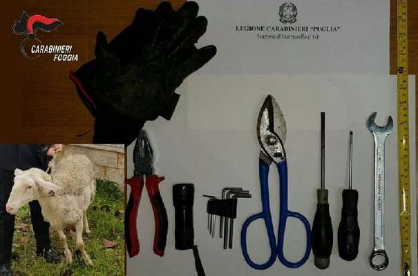 Stornarella, in fuga con una pecora rubata a bordo. Arrestato dai carabinieri