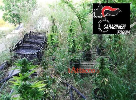 Cannabis coltivata come i carciofi, arrestati padre e figlio: giro d'affari per migliaia di euro