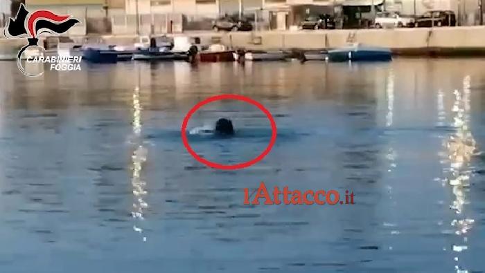 Manfredonia, si tuffa in mare per sfuggire alla cattura dei carabinieri: arrestato ladro nuotatore