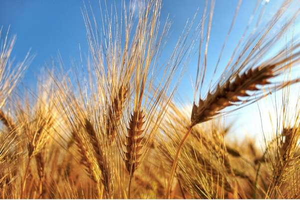 Puglia, tutti i numeri del grano duro. La CIA: Filiera in sofferenza