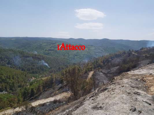 VIDEO | Incendio sul Gargano, danni ingenti al patrimonio boschivo