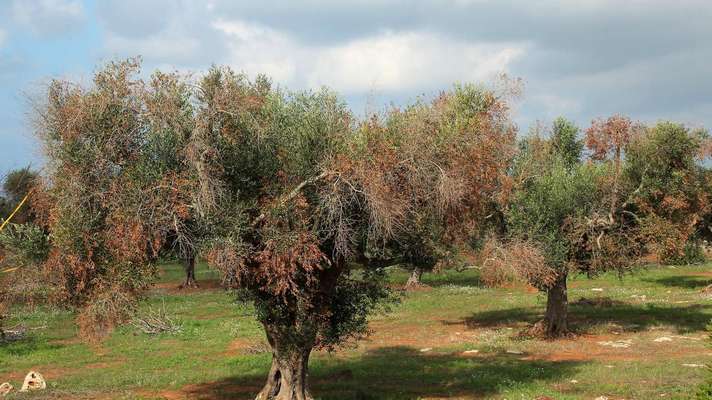 Coldiretti, Xylella avanza 2 km al mese, strage di 21 milioni di ulivi
