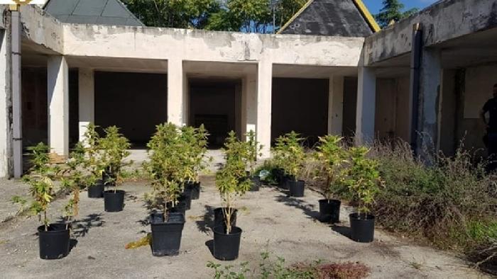 San Severo, sequestrata piantagione di marijuana al quartiere San Bernardino