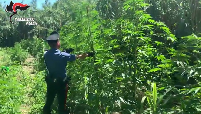 Cerignola, carabinieri scoprono piantagione di cannabis: è la terza nel giro di poche settimane