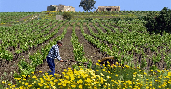 Dl Imprese, Coldiretti Puglia: "Crisi liquidità  per sei aziende agricole su 10"