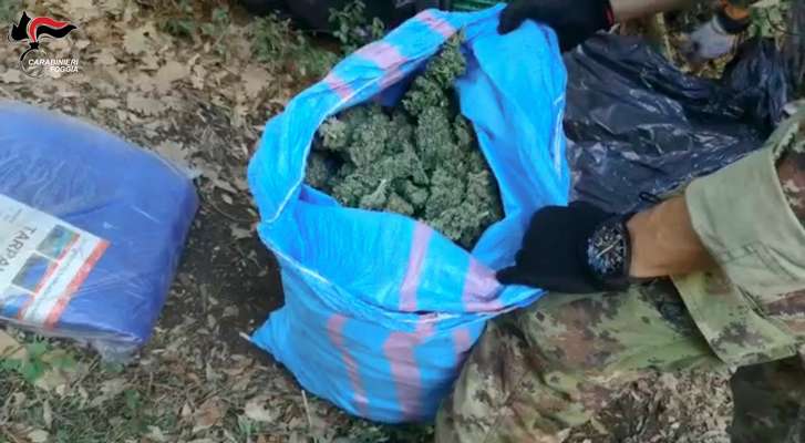 San Giovanni Rotondo, Carabinieri sequestrano 7 kg di marijuana e arrestano un cittadino extracomunitario