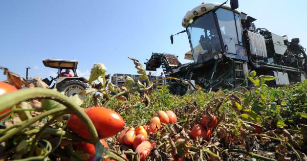'Guerra del pomodoro', le associazioni di categoria: Contrapposizione sterile, urge tavolo di confronto