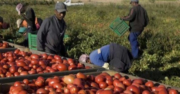 Sos raccolti con chiusura frontiere a lavoratori stagionali: nel 2020 in Puglia perse 30mila giornate
