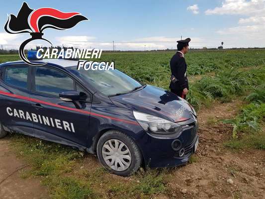 Emergenza campagne, ladri in azione per rubare carciofi: presi tre uomini di San Ferdinando di Puglia