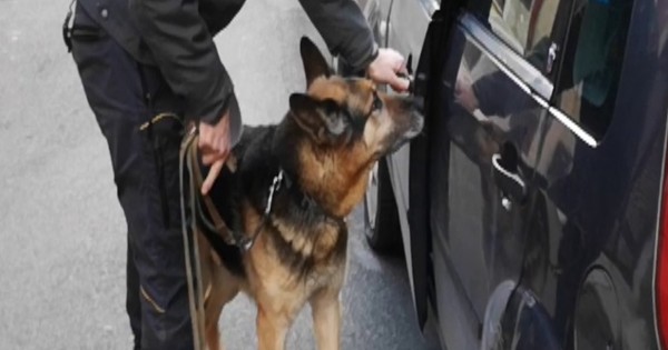 Il fiuto del pastore tedesco Bagaro non sbaglia, arrestato a Cerignola corriere della droga