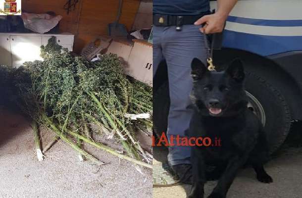Aveva 45mila dosi di marijuana nascoste nella stalla, ai domiciliari insospettabile cittadino di Lucera