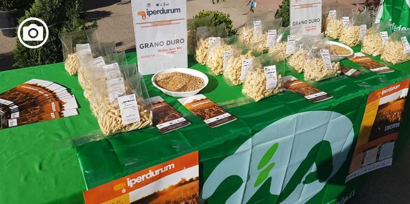 Iperdurum, nasce dalla ricerca il super-grano pugliese 