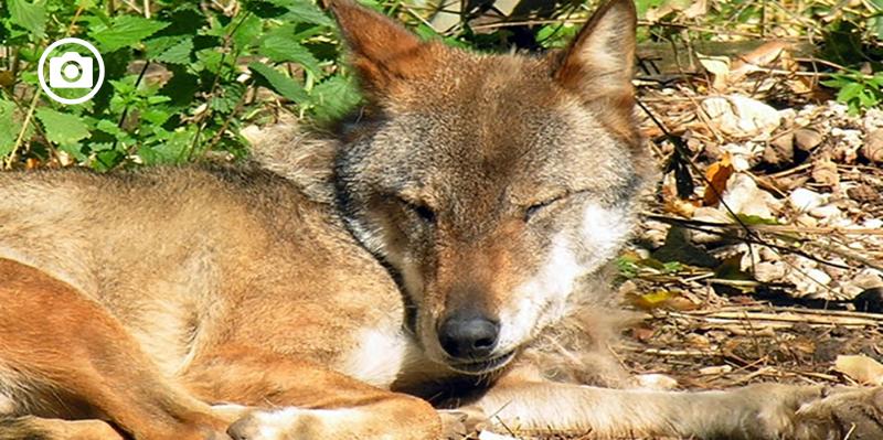 Nasce l’Osservatorio Lupi della provincia di Foggia. Dal Gargano, al Tavoliere e ai Monti Dauni 