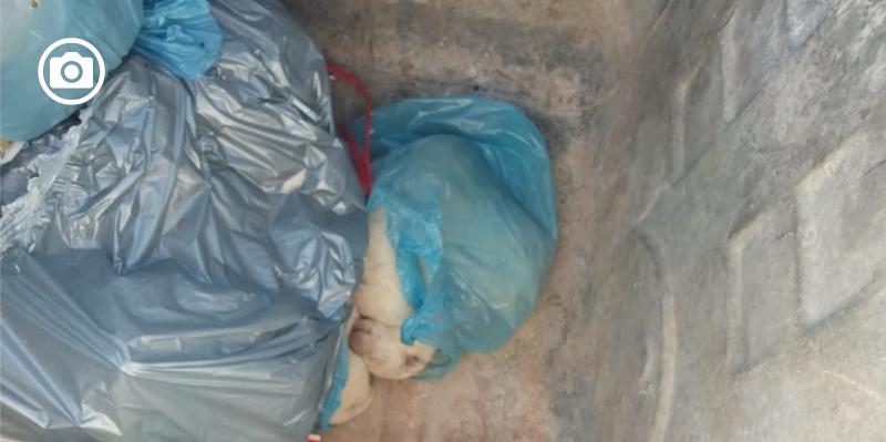 San Giovanni Rotondo, in salvo tre cuccioli abbandonati in un cassonetto
