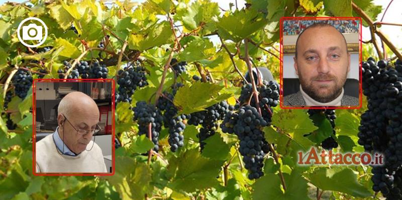Limiti alle rese di uva da vino, Cialdella: “Chiesta revisione già una settimana fa, ora deciderà la Regione”