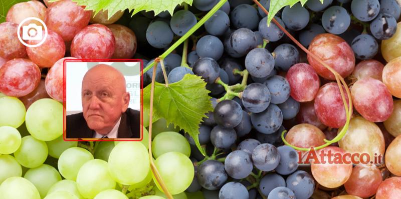 Uva da vino, Cia Puglia: “A Cerignola e Torremaggiore sia permesso di salvare le produzioni”