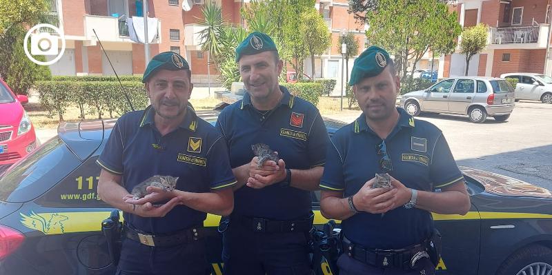 Foggia, Finanzieri salvano tre gattini abbandonati vicino a un cassonetto (in un sacco)
