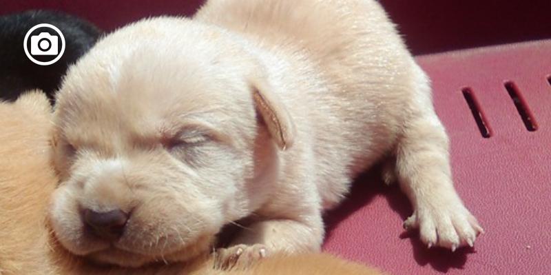 Zero cani in canile, progetto parte anche a Peschici. Sterilizzazioni gratuite per cani di masseria e randagi