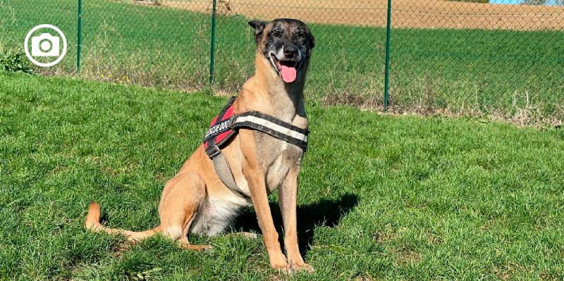 L’importanza dei cani molecolari nella ricerca di persone scomparse