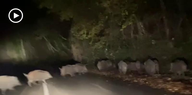 Faeto, cinghiali scorrazzano nel bosco: massima attenzione per automobilisti e agricoltori