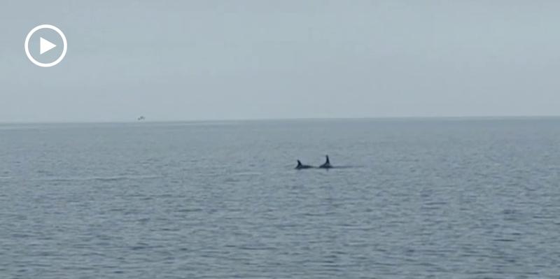 Delfini nelle acque del Gargano, esemplari immortalati alle Isole Tremiti