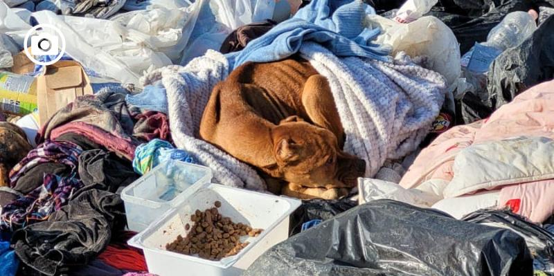 Malato, con le orecchie tranciate, sui rifiuti: salvato cane trovato in pessime condizioni