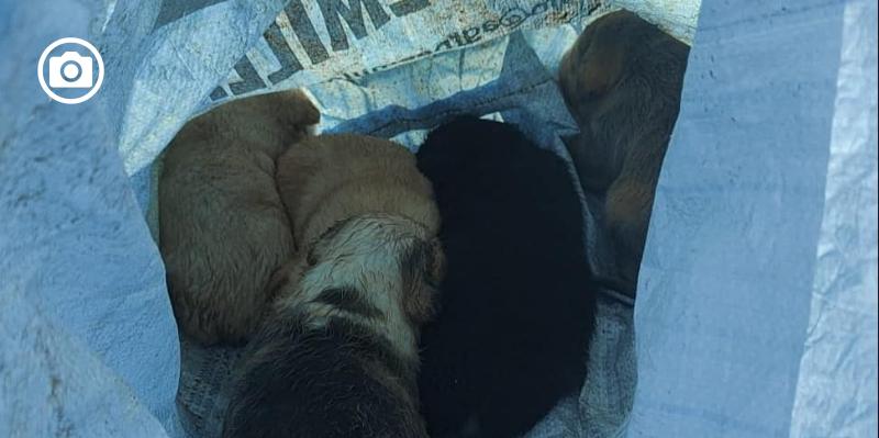 Abbandonati in un sacco di plastica appena nati, cuccioli salvati da un cittadino