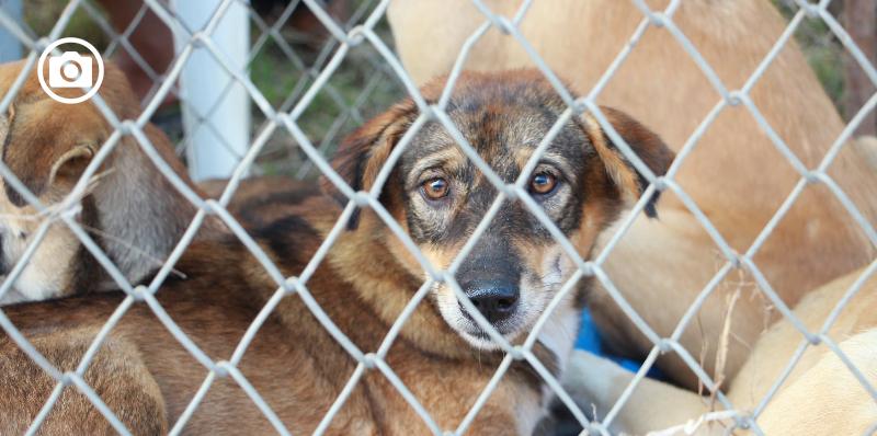 Zero cani in canile, parte il progetto tra i Comuni del Parco del Gargano