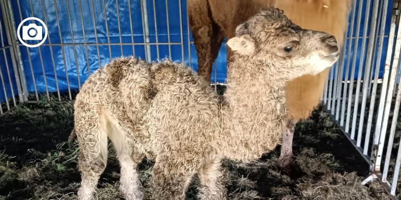 Fiocco rosa al circo Imperial Royal ora a San Severo, è nata una cucciola di cammello