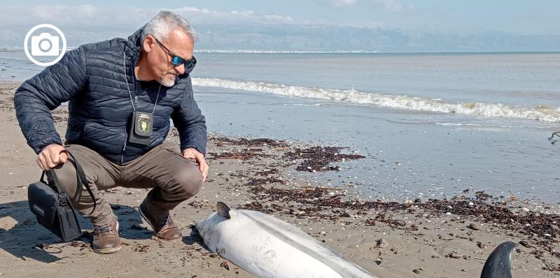 Triste scoperta, trovata dalle Guardie Ambientali la carcassa di un delfino spiaggiato