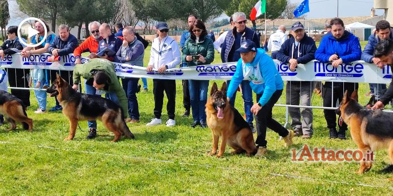 Lucera capitale italiana del cane pastore tedesco, messi a confronto 160 esemplari da tutta Italia
