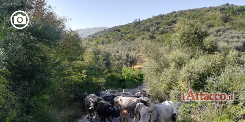 Brucellosi, stretta della Regione per contenere la malattia che affligge gli animali del Gargano da decenni