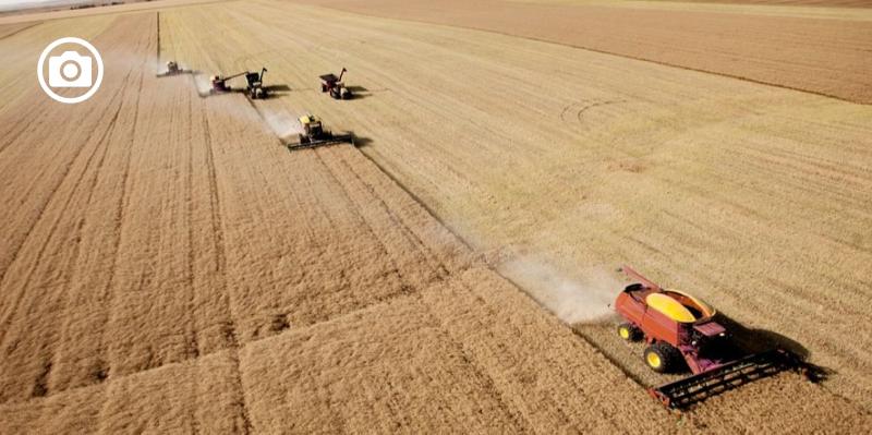 Nuovo calo del prezzo del grano duro, Cia, Coldiretti e Confagricoltura: “Non si riconosce valore al prodotto”