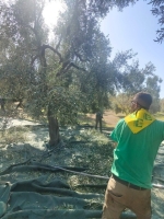 Al_via_raccolta_olive_in_Puglia_50_salva_Italia1_copy_1