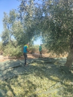 Al_via_raccolta_olive_in_Puglia_50_salva_Italia2_copy_1