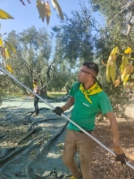 Al_via_raccolta_olive_in_Puglia_50_salva_Italia_copy_1