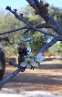 Ciliegi_in_fiore_in_autunno_copy_1