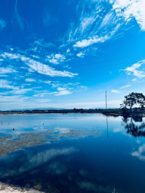 Lake_observations_-_The_Aveiro_Salines