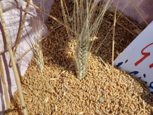 grano_manifestazione_0992
