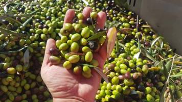 olive_Vico_del_Gargano_original